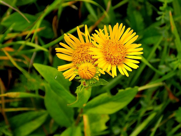 blšník červienkový Pulicaria dysenterica (L.) Bernh.