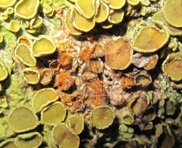 diskovník múrový Xanthoria parietina var. parietina