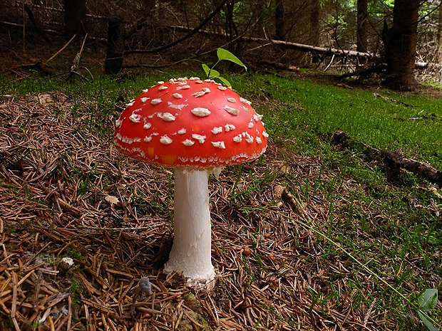 muchotrávka červená Amanita muscaria (L.) Lam.