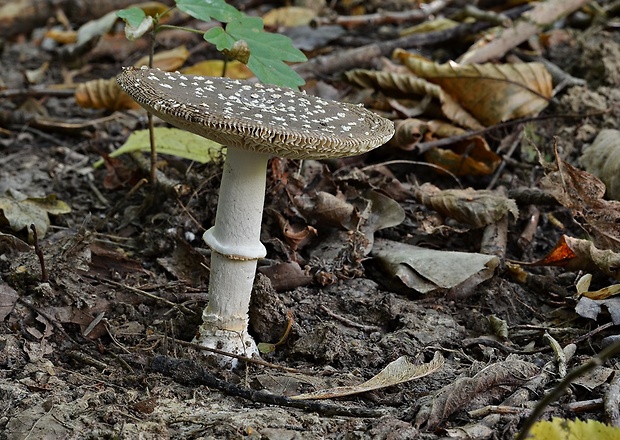 muchotrávka tigrovaná Amanita pantherina (DC.) Krombh.