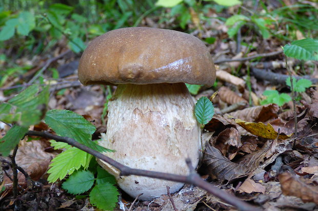 hríb dubový Boletus reticulatus Schaeff.