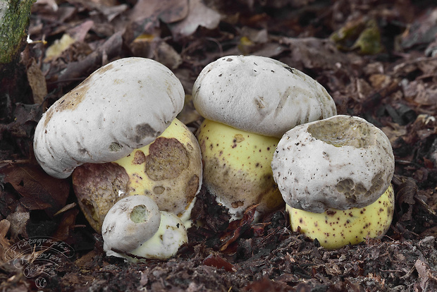 hríb horký Caloboletus radicans (Pers.) Vizzini