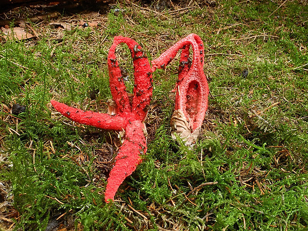 mrežovka kvetovitá Clathrus archeri (Berk.) Dring