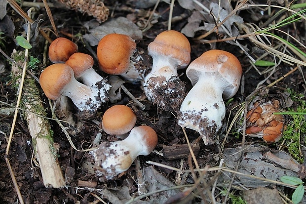 pavučinovec Cortinarius sp.