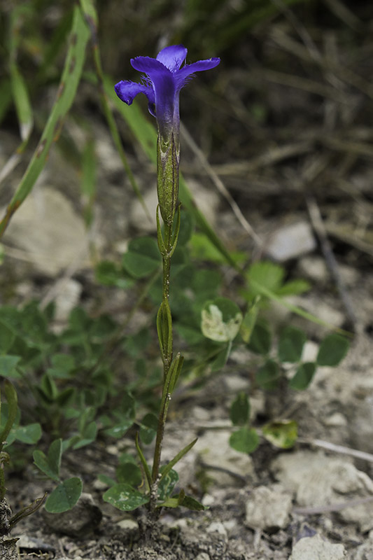 pahorec brvitý Gentianopsis ciliata (L.) Ma