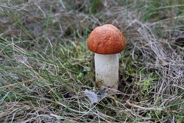 kozák osikový Leccinum albostipitatum den Bakker & Noordel.