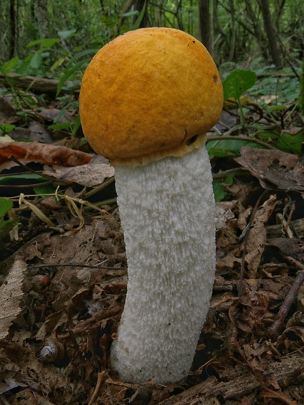 kozák osikový Leccinum albostipitatum den Bakker & Noordel.