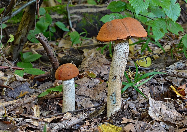 kozák osikový Leccinum albostipitatum den Bakker & Noordel.