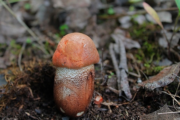 kozák dubový Leccinum aurantiacum (Bull.) Gray