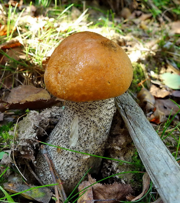 kozák žltooranžový Leccinum versipelle (Fr. & Hök) Snell