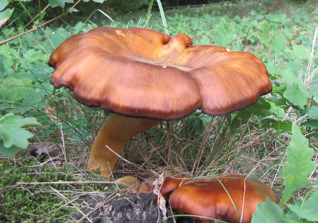 kališník hnedooranžový Omphalotus olearius (DC.) Singer