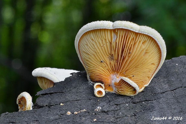 hlivník hniezdovitý Phyllotopsis nidulans (Pers.) Singer