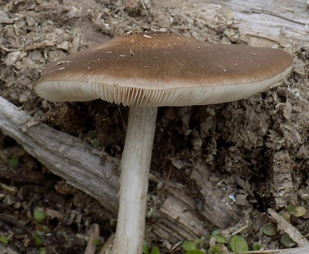 štítovka jelenia  Pluteus cervinus (Schaeff.) P. Kumm.