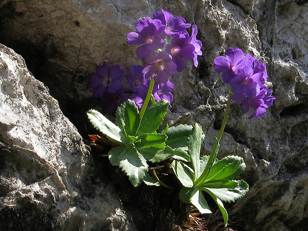 prvosienka Primula marginata Curtis