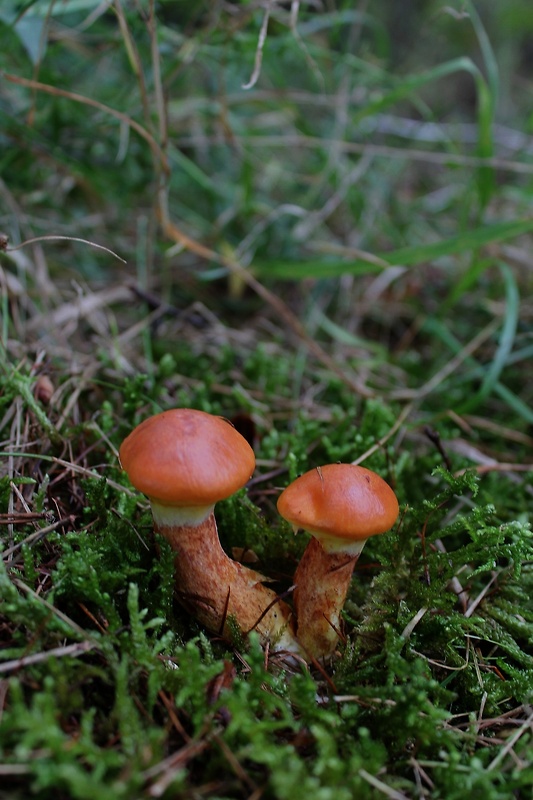 masliak smrekovcový Suillus grevillei (Klotzsch) Singer