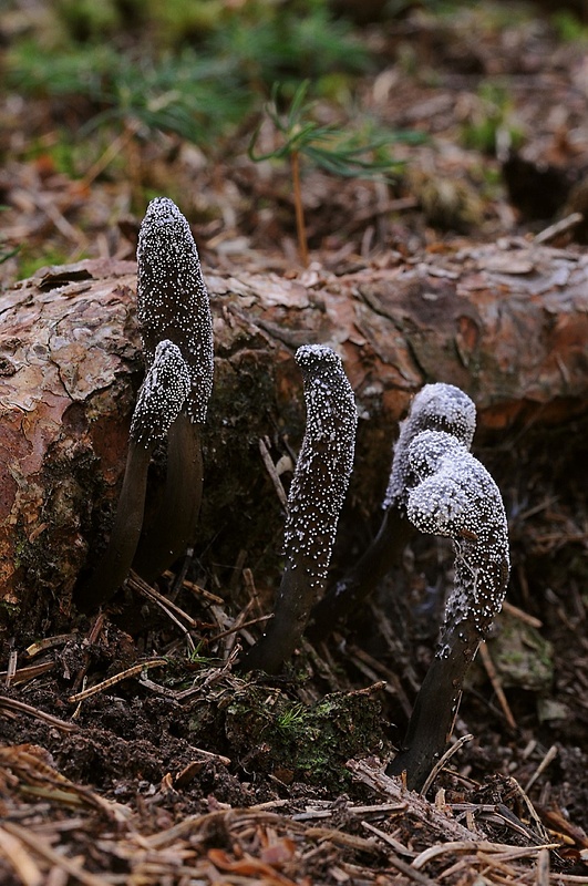 žezlovka srnková Tolypocladium ophioglossoides (J.F. Gmel.) Quandt, Kepler & Spatafora