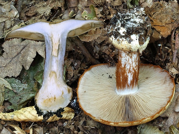 pavučinovec oranžovohnedý Cortinarius arcuatorum Rob. Henry