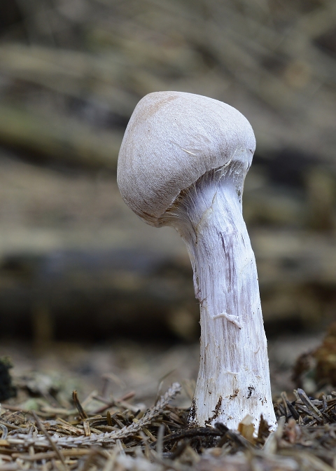 pavučinovec Cortinarius sp.