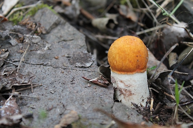 kozák osikový Leccinum albostipitatum den Bakker & Noordel.