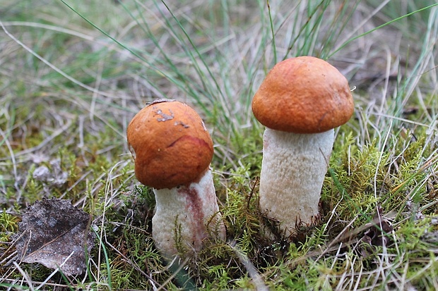 kozák osikový Leccinum albostipitatum den Bakker & Noordel.