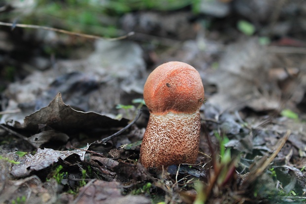 kozák dubový Leccinum aurantiacum (Bull.) Gray