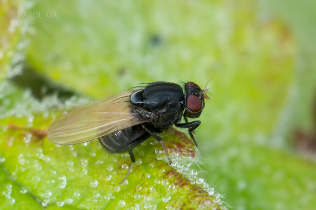 tieňovka Minettia longipennis