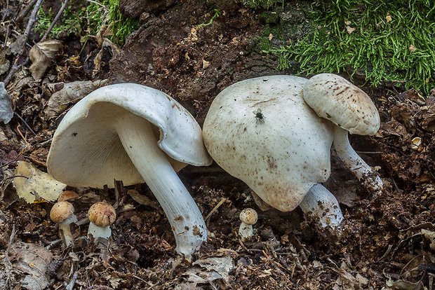 peniazovka škvrnitá Rhodocollybia maculata (Alb. & Schwein.) Singer