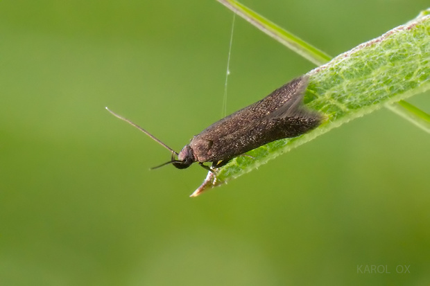 tmavomôľka Scythris sp.