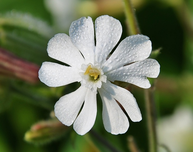 silenka biela pravá Silene latifolia subsp. alba (Mill.) Greuter et Burdet