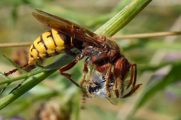 sršeň obyčajný  Vespa crabro