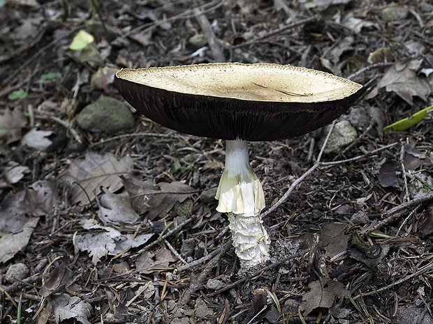 pečiarka obrovská Agaricus cf. augustus Fr.