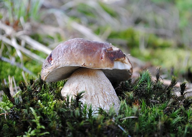 hríb smrekový Boletus edulis Bull.