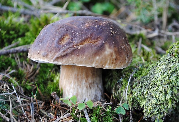 hríb smrekový Boletus edulis Bull.