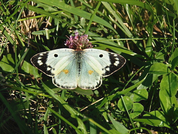 žltáčik ranostajový ♀  /   žluťásek čičorečkový Colias hyale Linnaeus, 1758