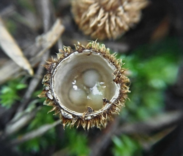 čiaškovec pásikavý Cyathus striatus (Huds.) Willd.