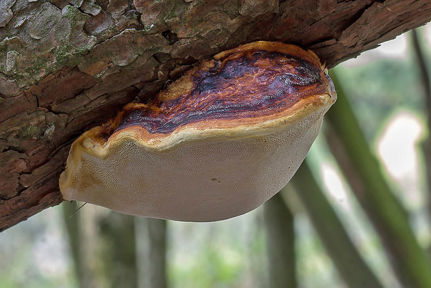 práchnovček pásikavý Fomitopsis pinicola (Sw.) P. Karst.