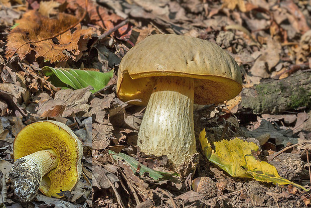 hríb plavý Hemileccinum cf. impolitum (Fr.) Šutara