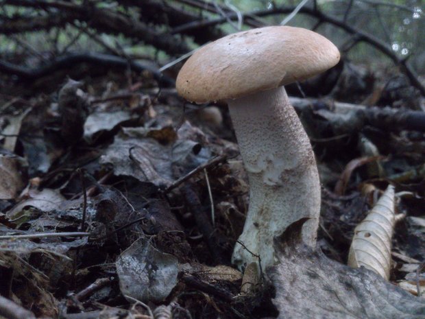 kozák osikový Leccinum albostipitatum den Bakker & Noordel.