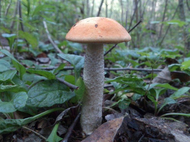 kozák osikový Leccinum albostipitatum den Bakker & Noordel.