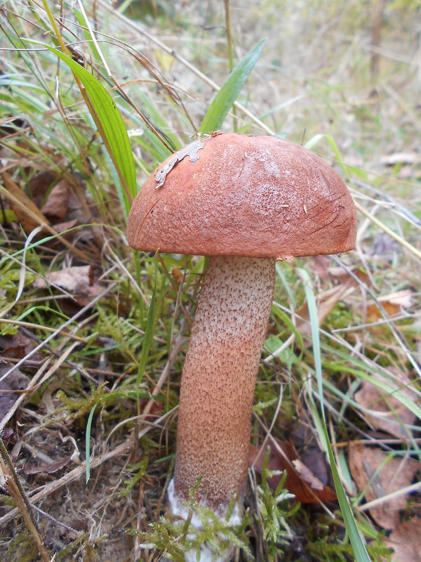 kozák dubový Leccinum aurantiacum (Bull.) Gray