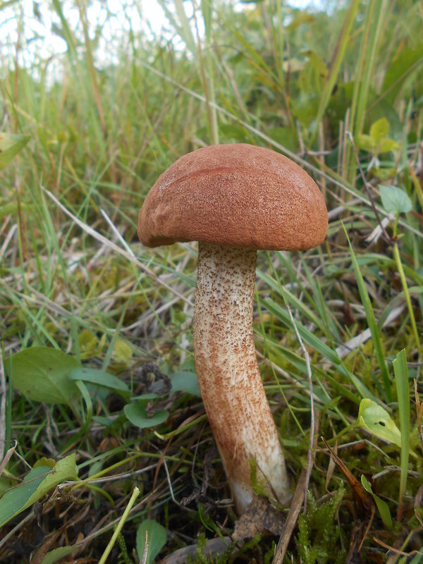 kozák dubový Leccinum aurantiacum (Bull.) Gray