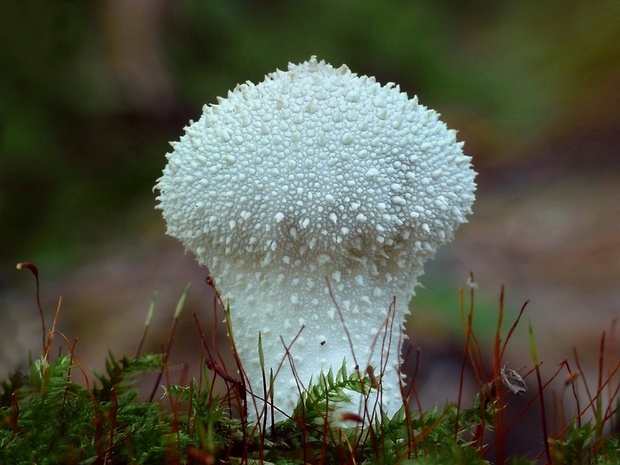 prášnica bradavičnatá Lycoperdon perlatum Pers.