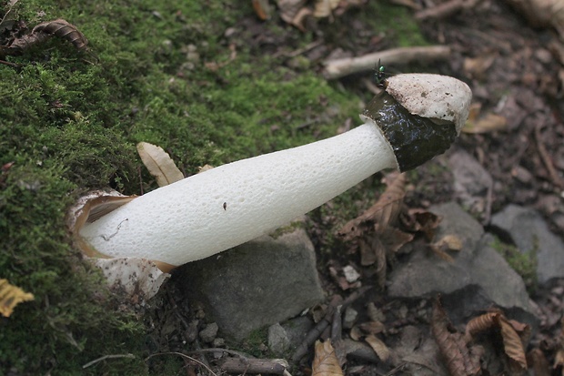 hadovka smradľavá Phallus impudicus L.