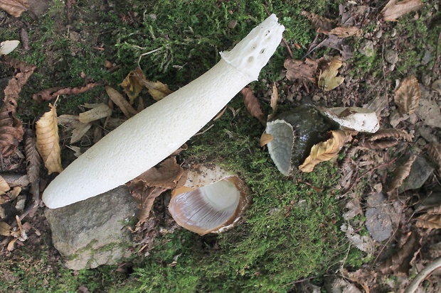 hadovka smradľavá Phallus impudicus L.