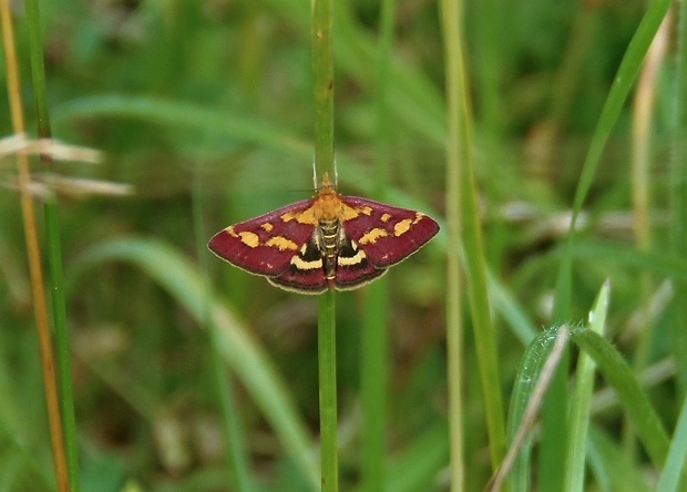 vijačka purpurová   /   zavíječ purpurový Pyrausta purpuralis Linnaeus, 1758