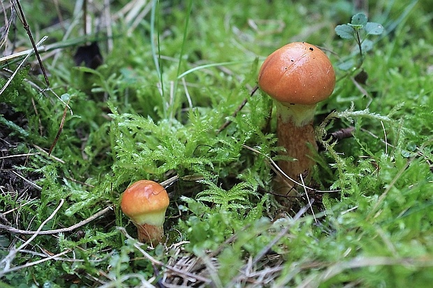 masliak smrekovcový Suillus grevillei (Klotzsch) Singer