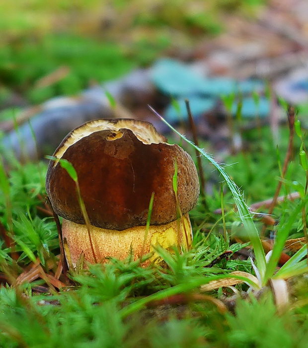 hríb zrnitohlúbikový Sutorius luridiformis (Rostk.) G. Wu & Zhu L. Yang