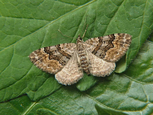 piadivka prvosienková / píďalka prvosenková Xanthorhoe quadrifasiata Clerck, 1759