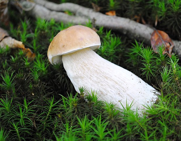 hríb smrekový Boletus edulis Bull.