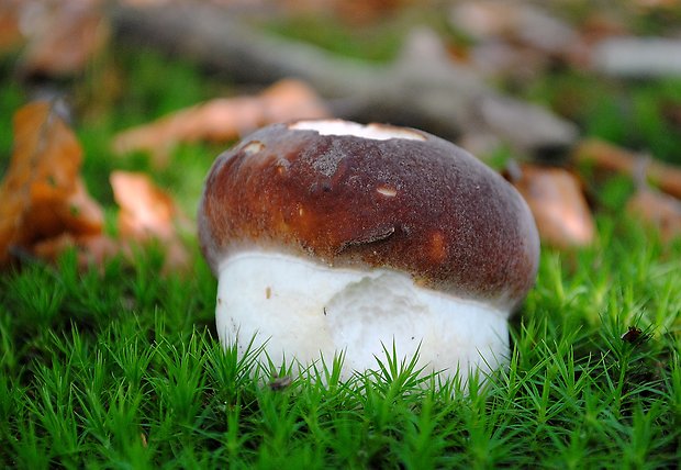 hríb sosnový Boletus pinophilus Pil. et Dermek in Pil.